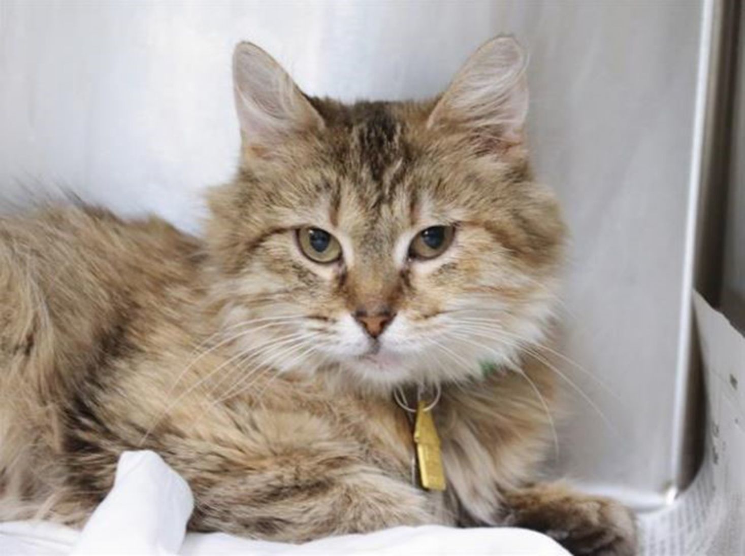 Last week's pet, still available: Havana